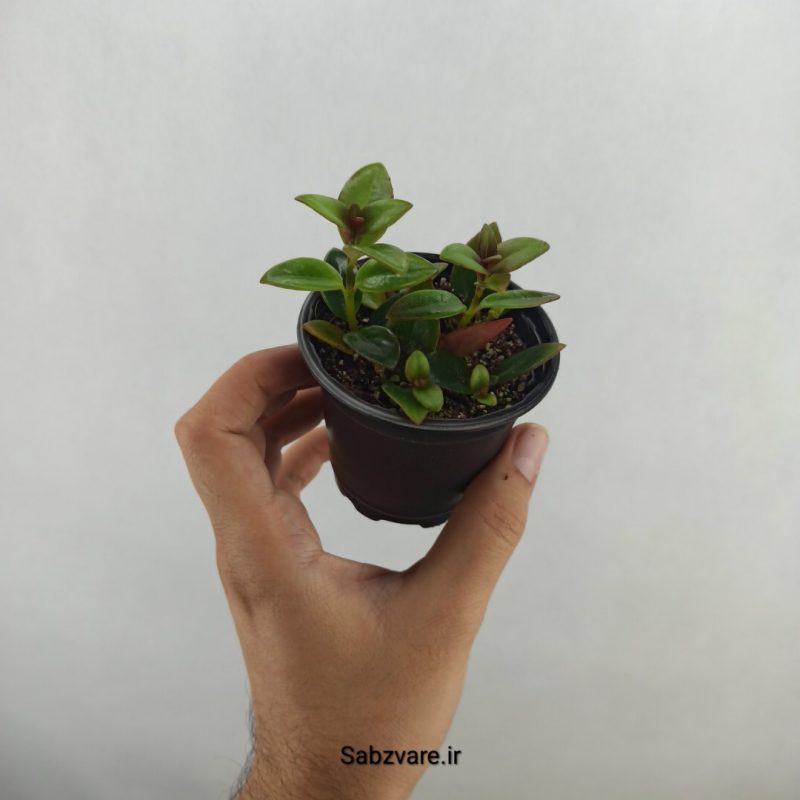 نماتانتوس یا گلدفیش (18077)