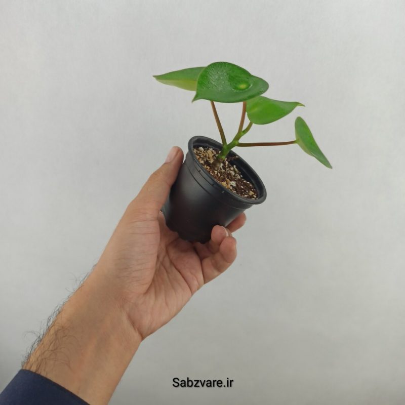 پپرومیا قطره باران (18073)