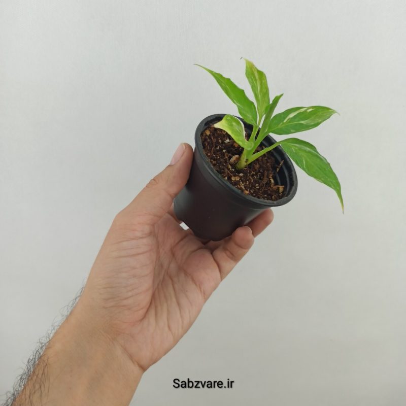 اسپاتی فیلوم ابلق چروک (18113)