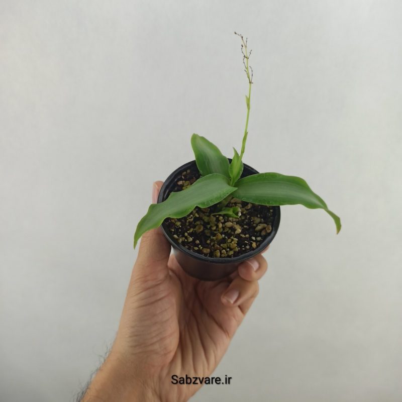 ستاره درخشان (18136)