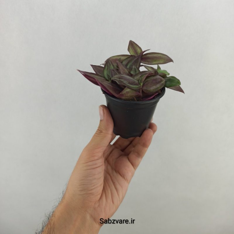 برگ بیدی پوست پیازی (18147)