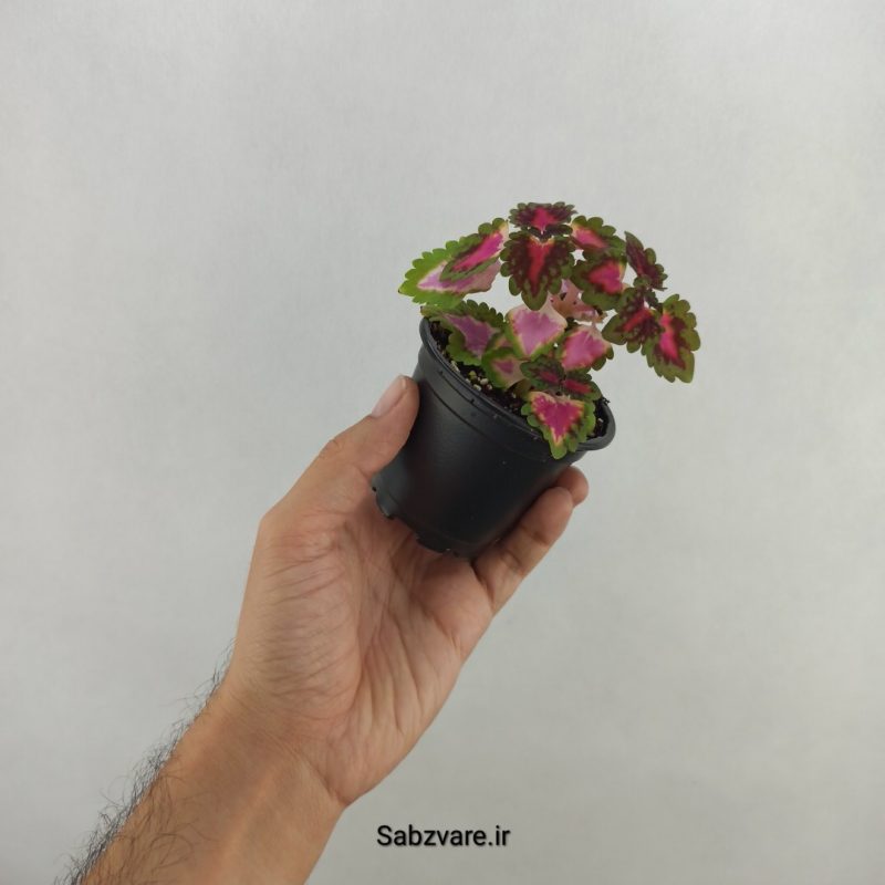 حسن یوسف (18145)