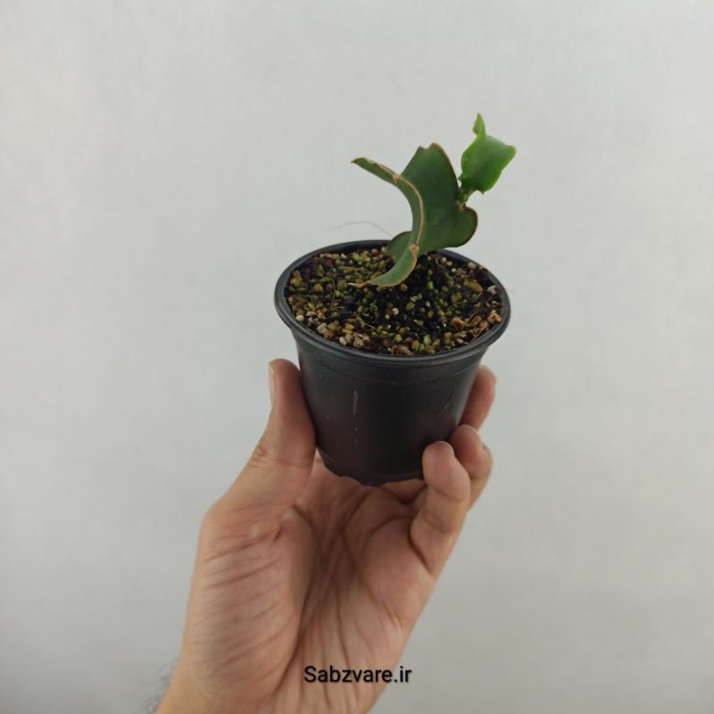 اپیفیلوم پیچ (18144)