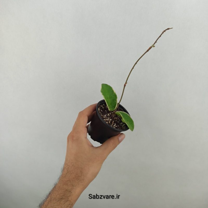 هویا کریمسون کویین (18196)