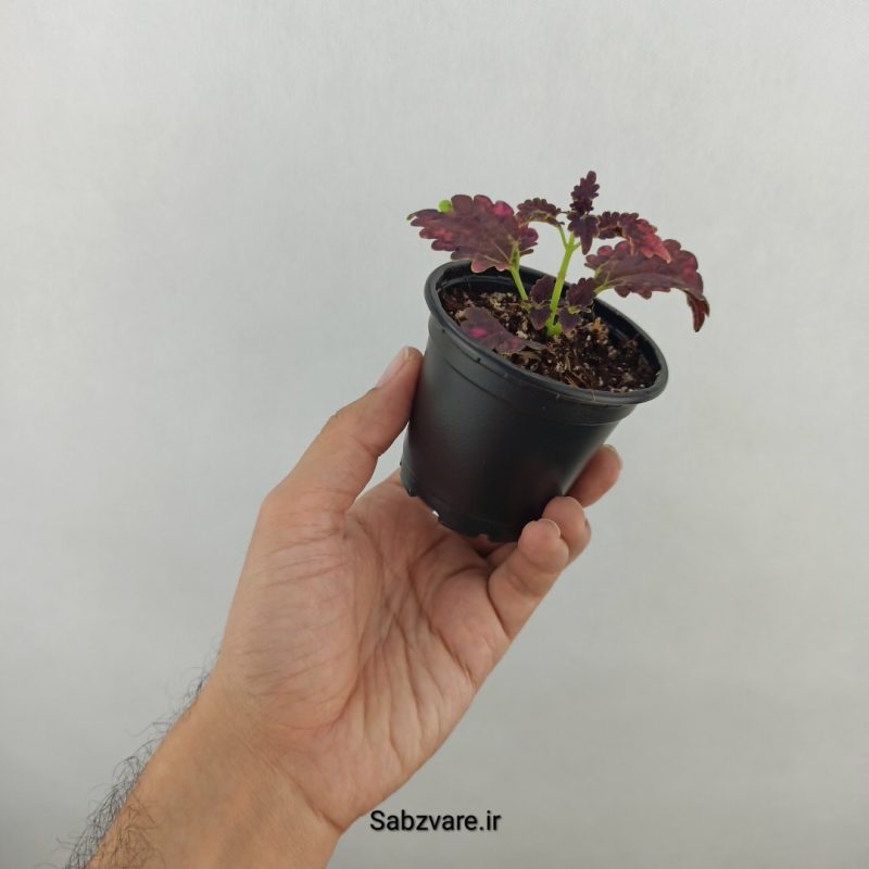 حسن یوسف (18195)