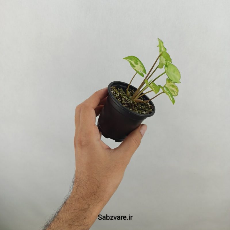 سینگونیوم مینیاتوری (18187)