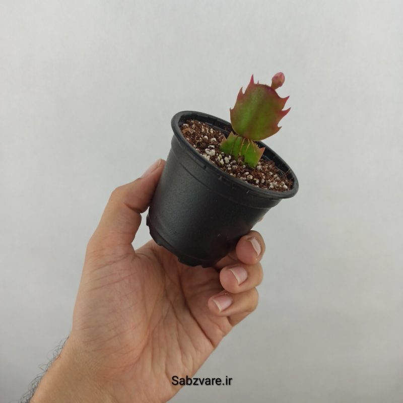 کاکتوس کریسمس (18186)