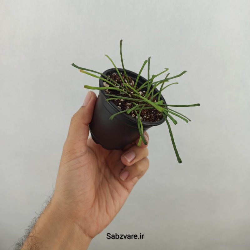 هویا رتوسا (18176)