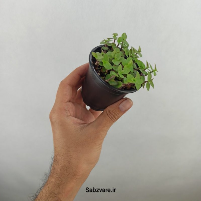 چمن کالیسیا سبز (18169)