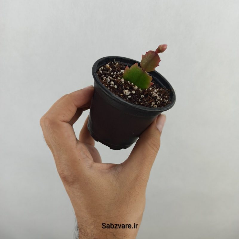 کاکتوس کریسمس (18160)