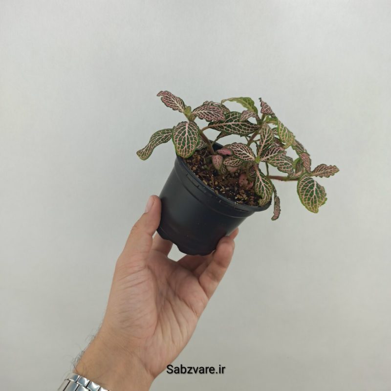 فیتونیا صورتی (18239)