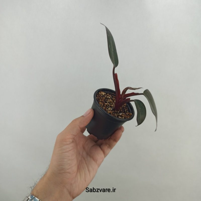 فیلودندرون پینک پرنسس (18235)