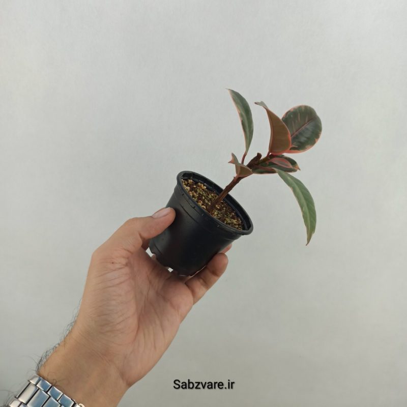 فیکوس شرابی (18263)