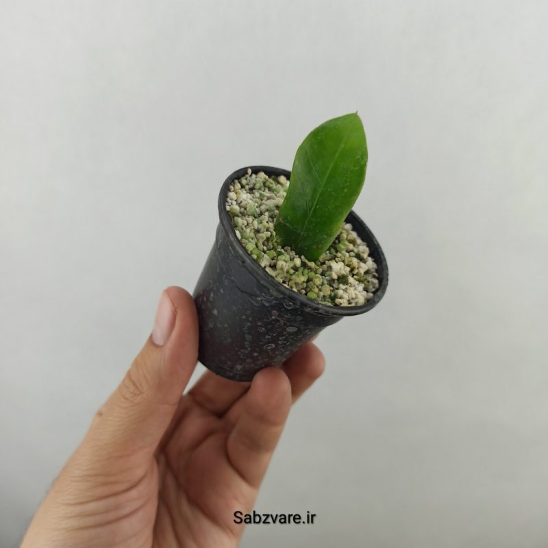 برگ غده دار زامیفولیا ابلق (18279)