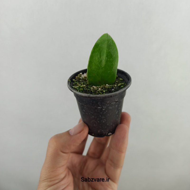 برگ غده دار زامیفولیا ابلق (18274)