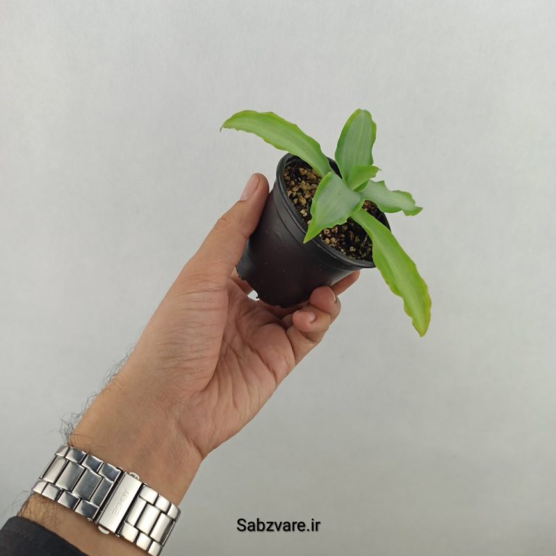 ستاره درخشان (18271)