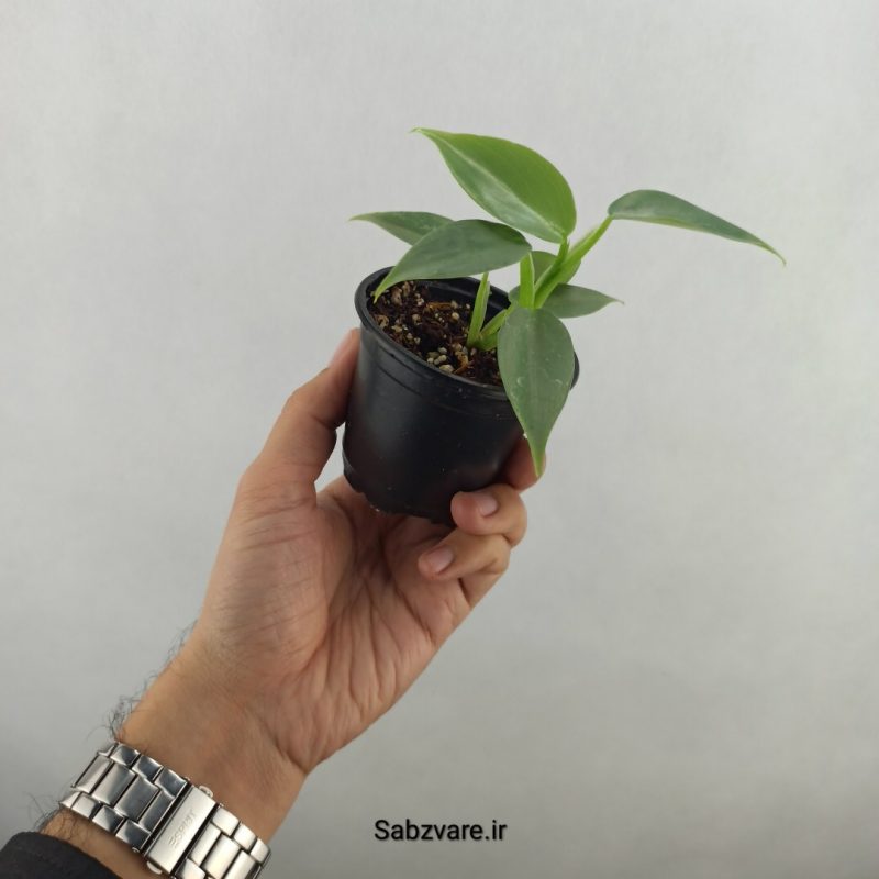 فیلودندرون سیلور (18270)