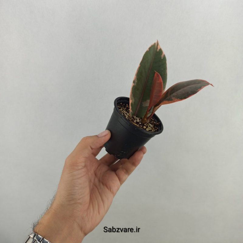 فیکوس شرابی (18269)