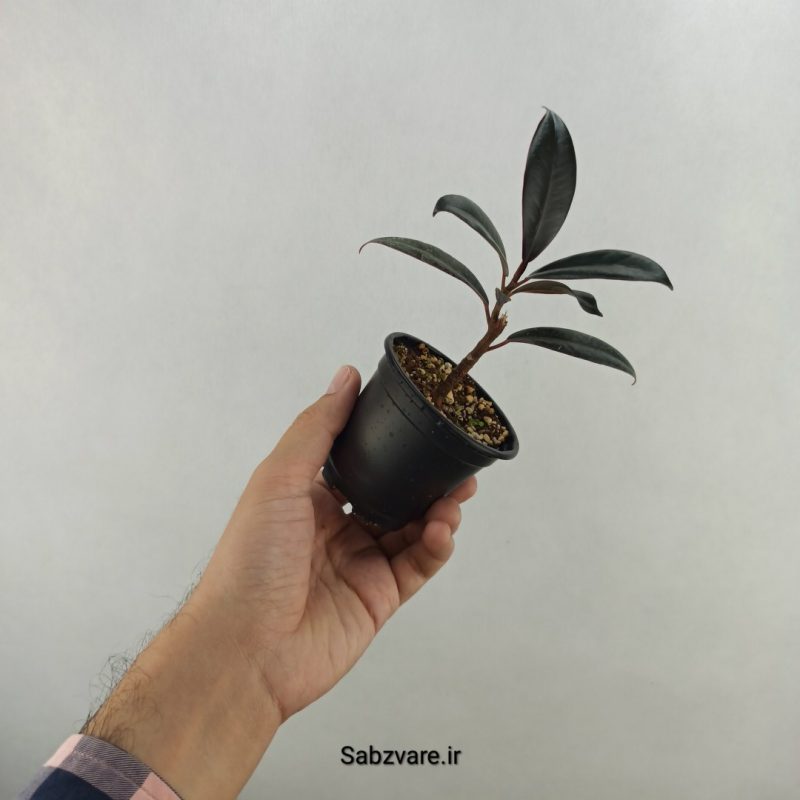 فیکوس سوپر بلک (18307)