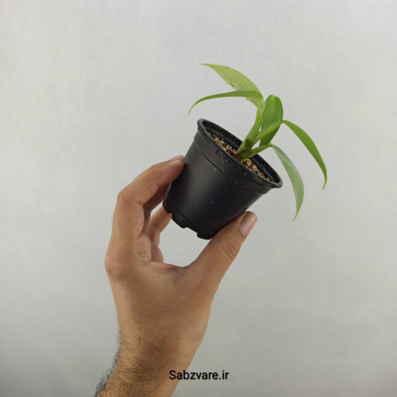 فیلودندرون سیلور (18301)