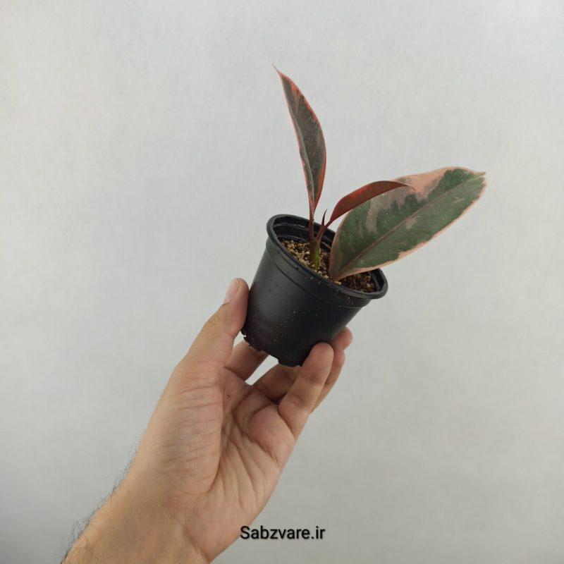 فیکوس شرابی (18300)