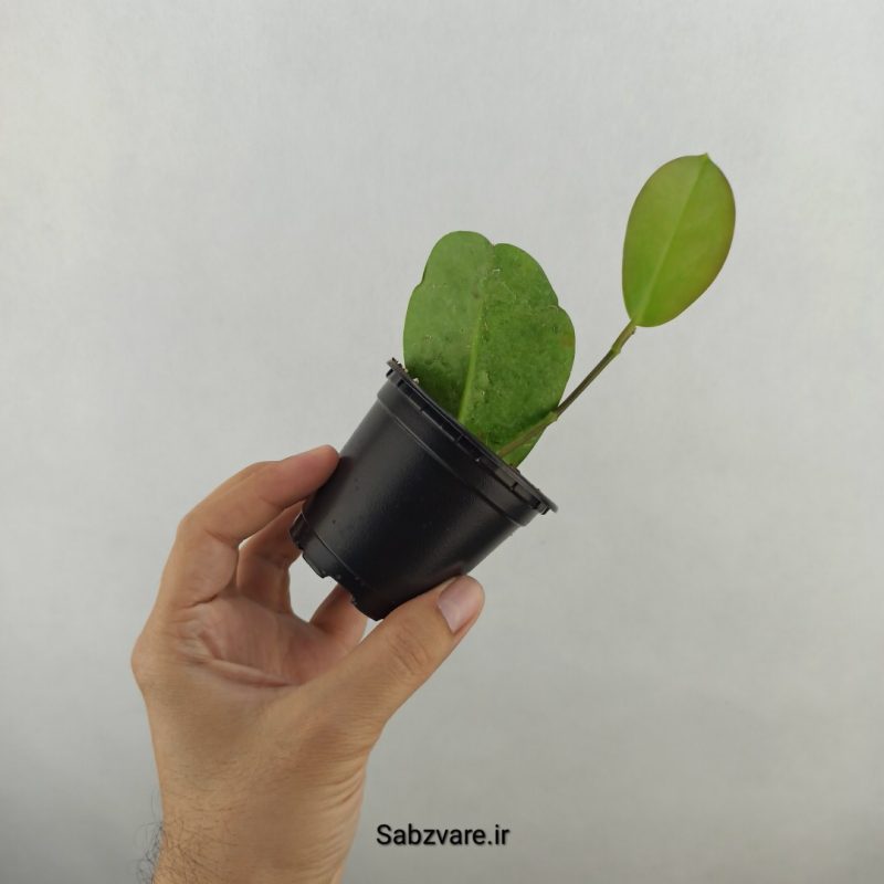 هویا لیزا سبز (18297)