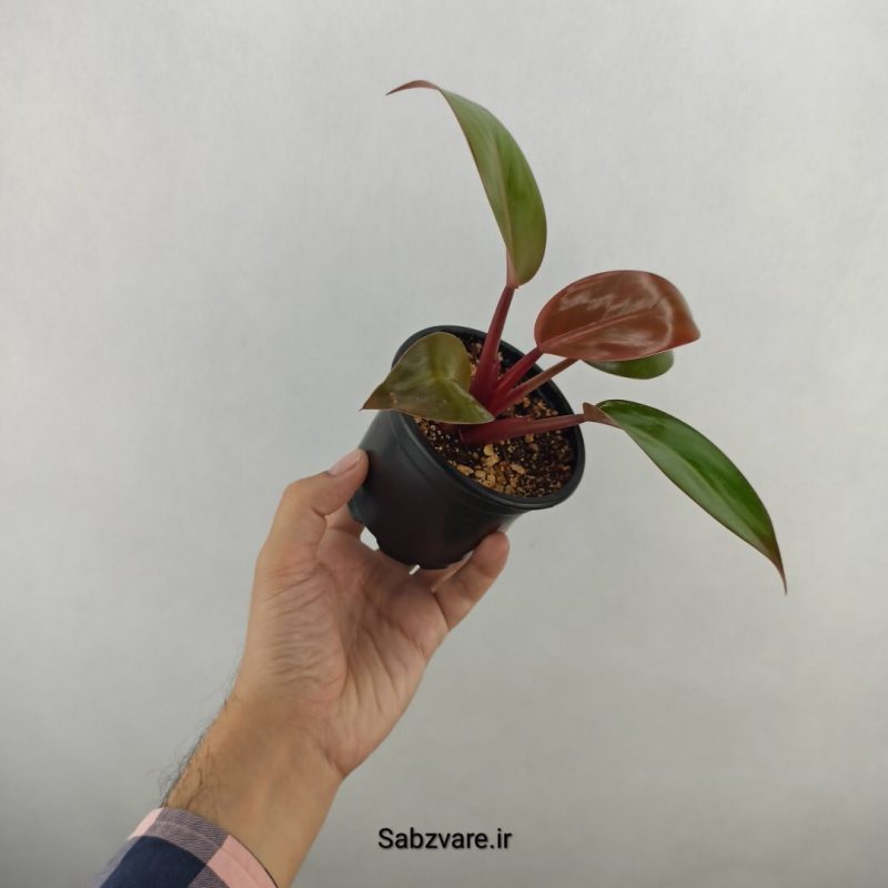 فیلودندرون سان رد (18295)