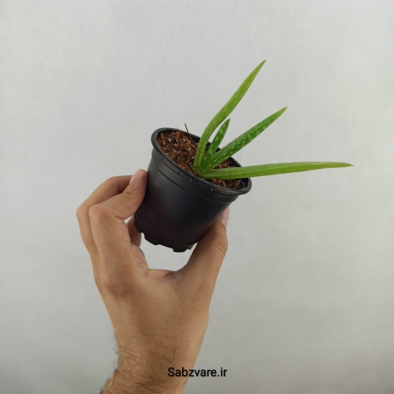 آلوئه ورا (18291)