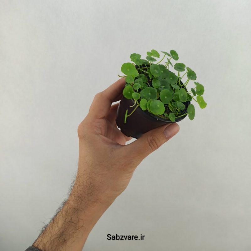 هیدروکوتیل برگ گرد (#)