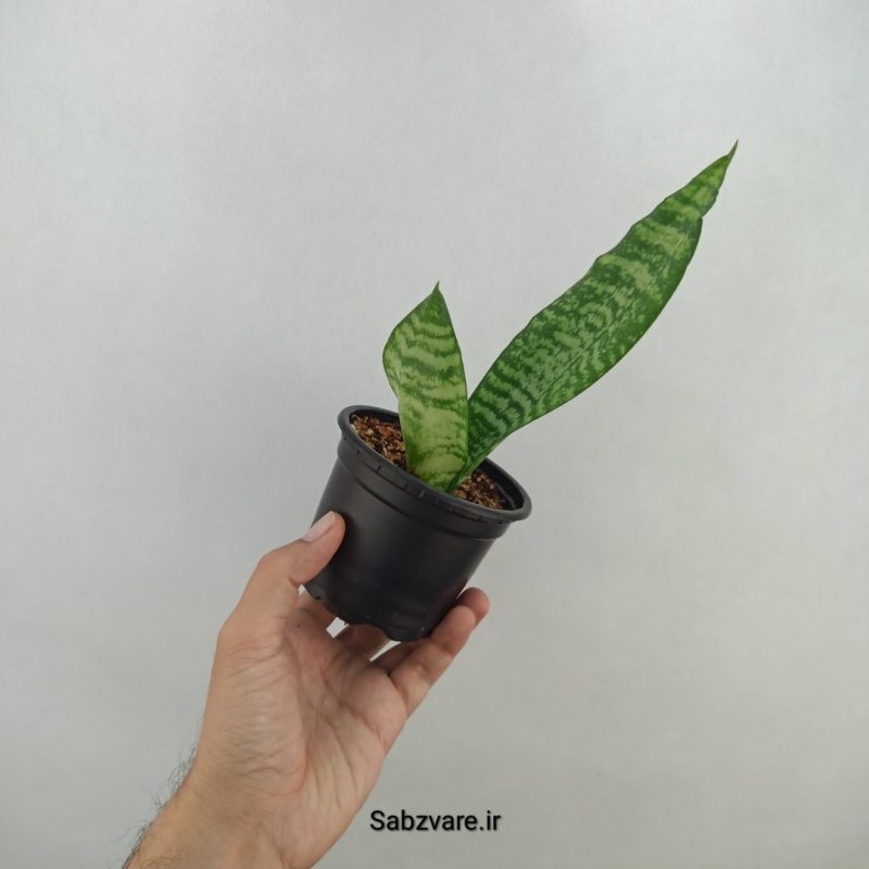 سانسوریا آمریکن سبز (18309)