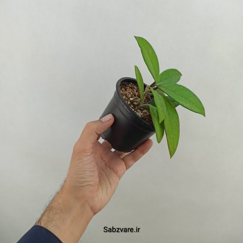 هویا کارنوزا (18312)