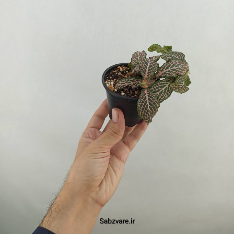 فیتونیا صورتی (18313)