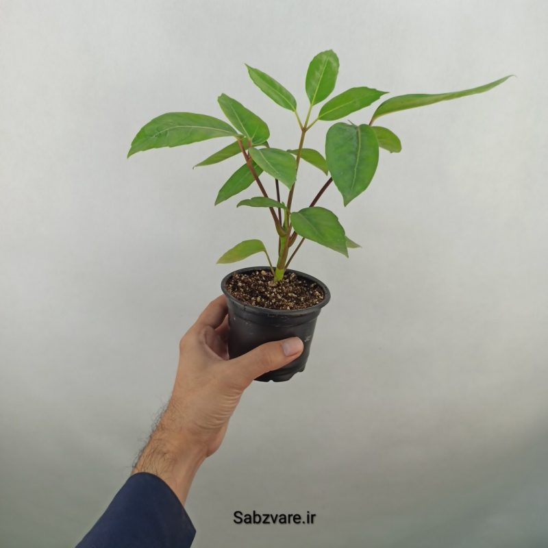 شفلرا آمیت (18314)