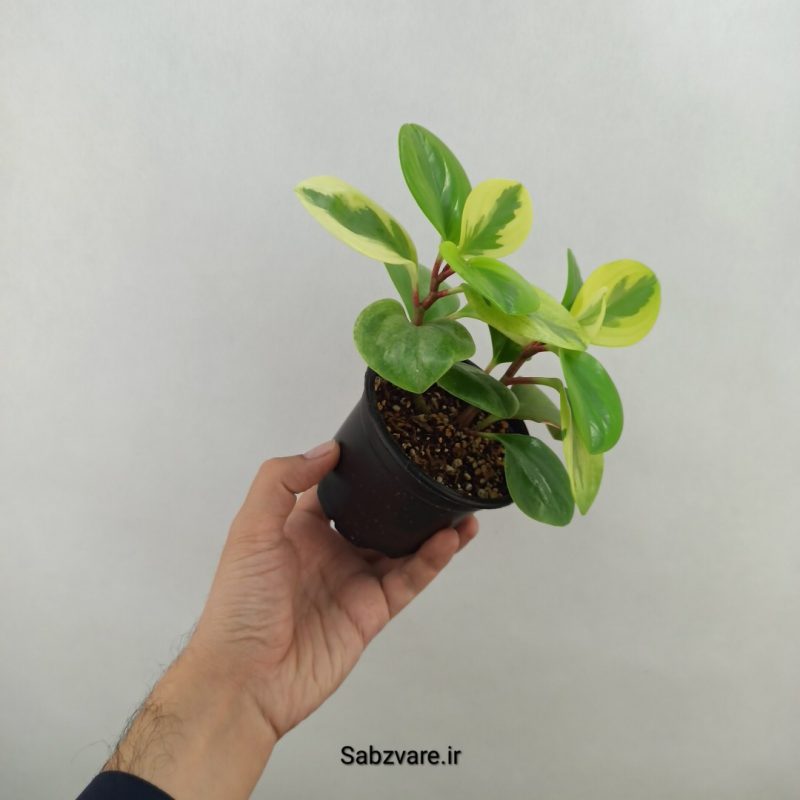 قاشقی ابلق (18317)