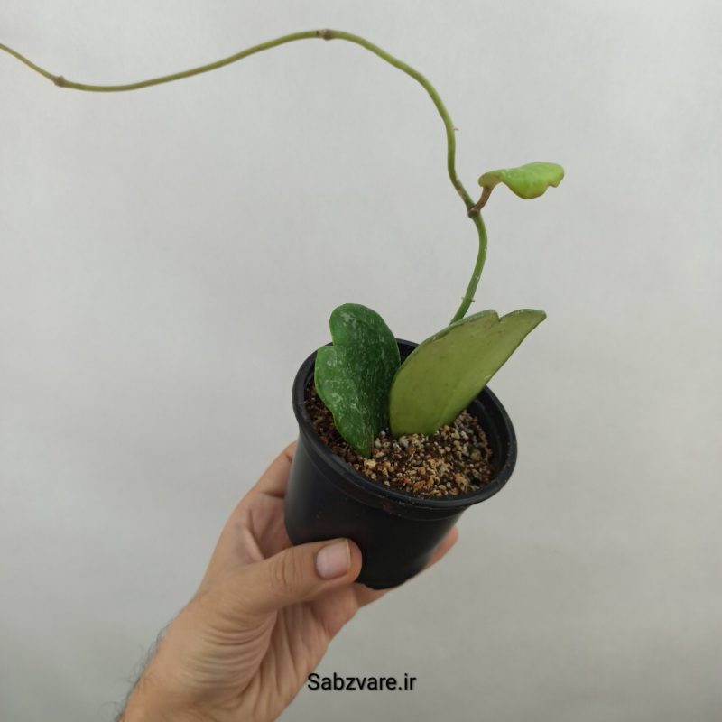 هویا کری اسپلش (18319)