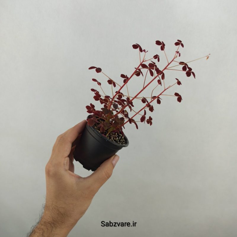 اگزالیس مینیاتوری (18320)