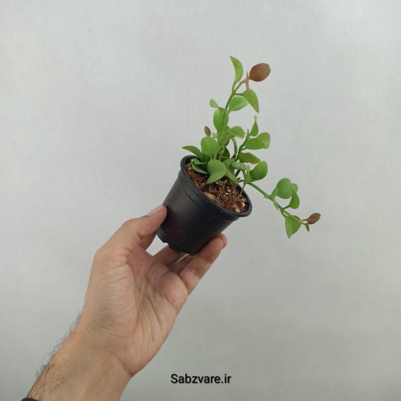 هویا دیسچیدیا گری (18321)