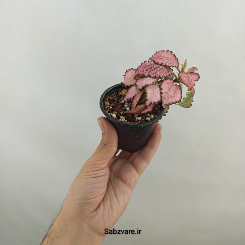 فیتونیا صورتی (18323)