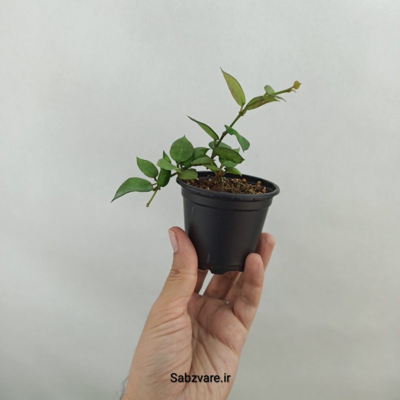 هویا کروهنیانا (18324)