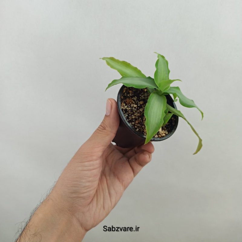 ستاره درخشان (18326)