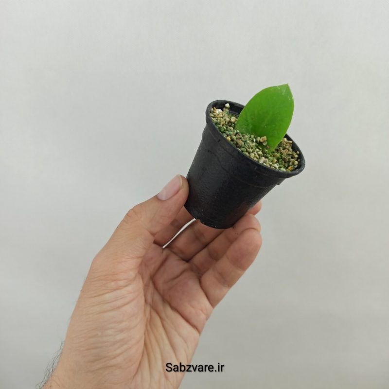 برگ غده دار زامیفولیا ابلق (18327)