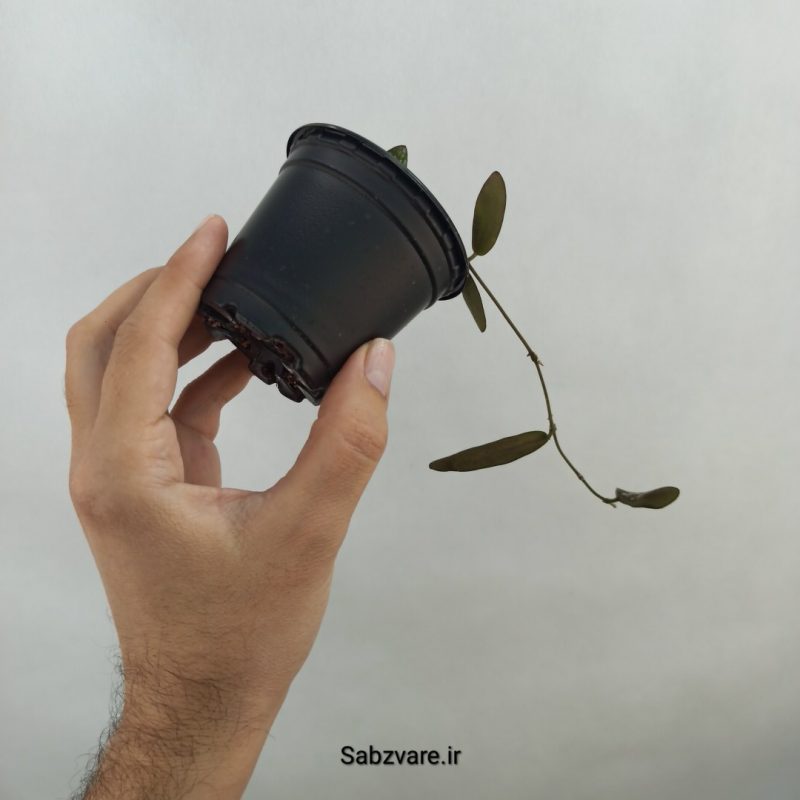 هویا سیگیلاتیس (18328)