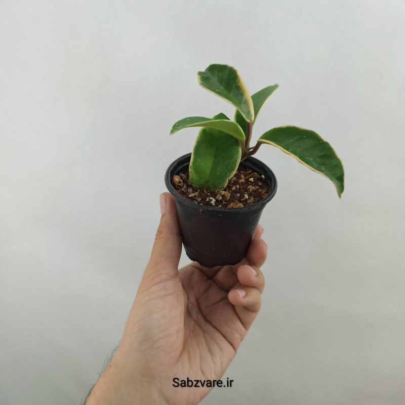 هویا کریمسون کویین (18329)