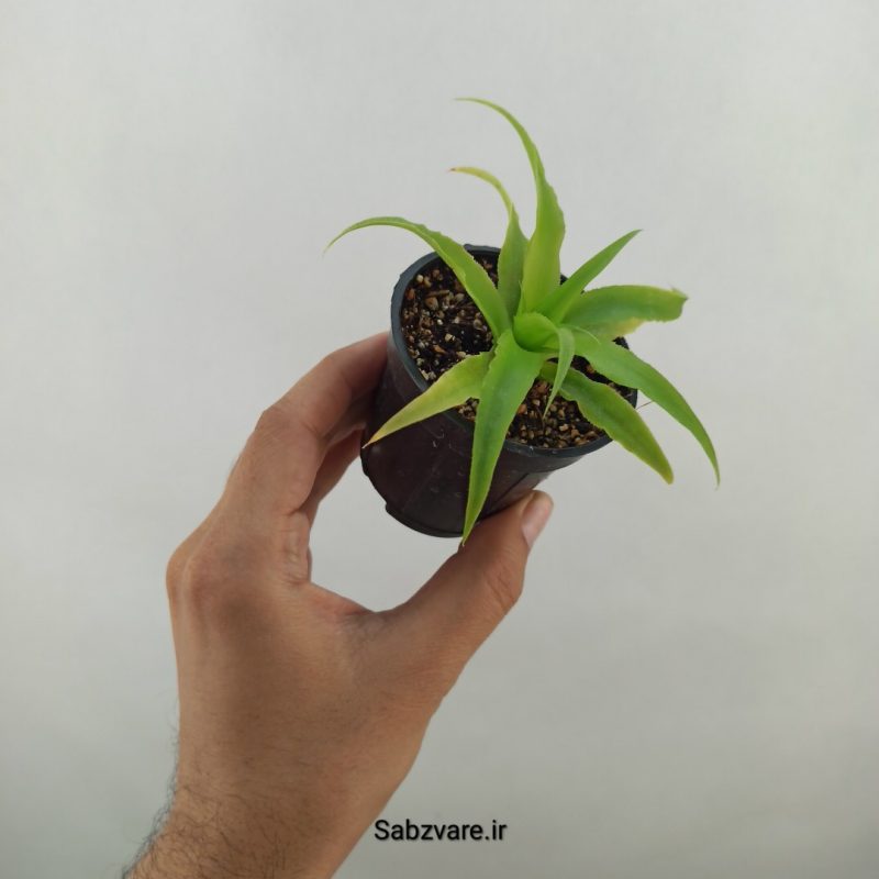 آناناس (Y19260)