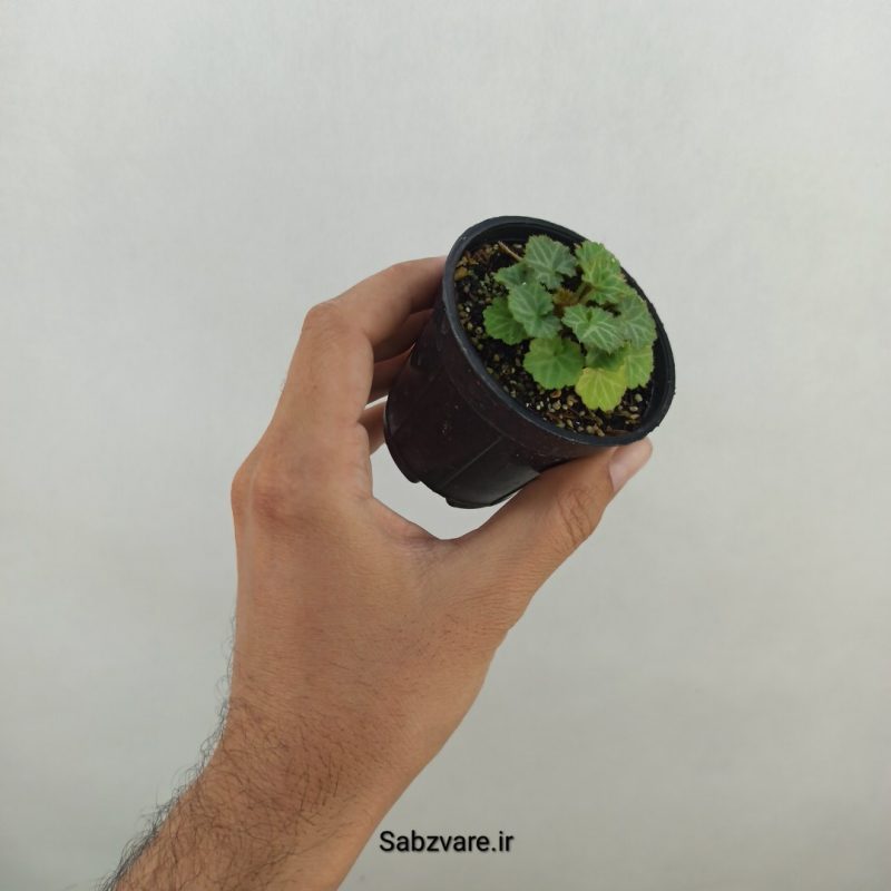 ساکسی فراژ (B19317)