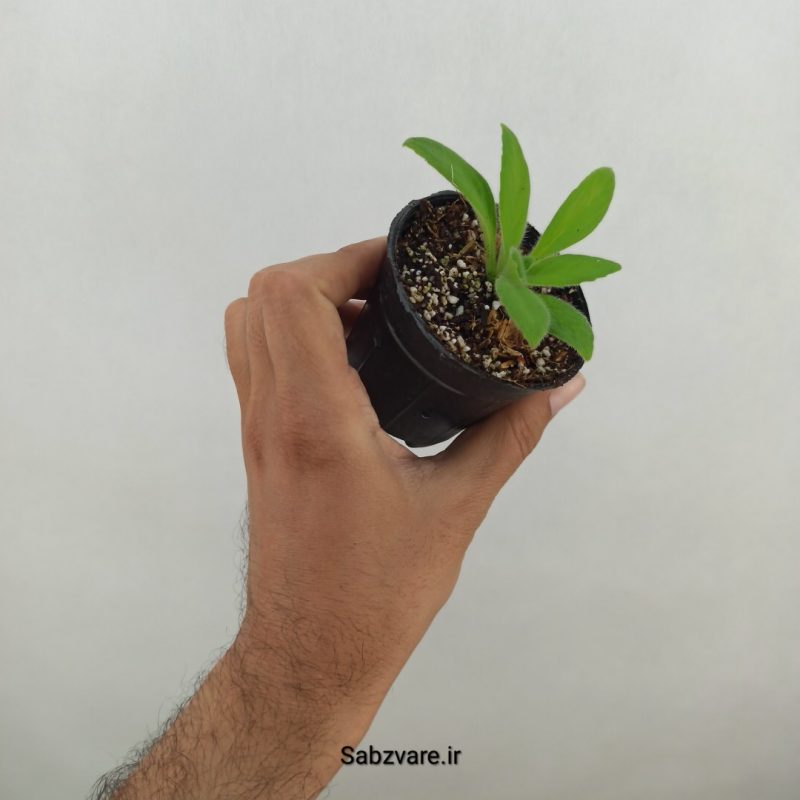پریمولینا چیریتا (K19506)