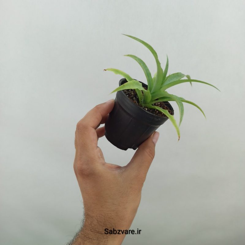آناناس (M19563)
