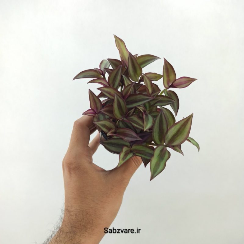برگ بیدی زبرینا (V19755)