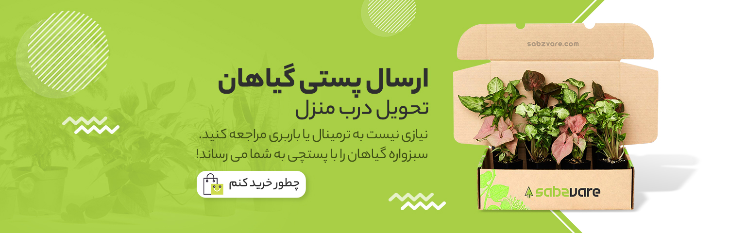 فروش گیاهان آپارتمانی