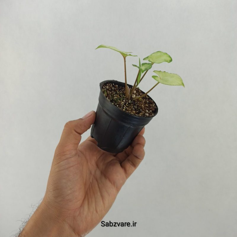 سینگونیوم مینیاتوری (O20135)